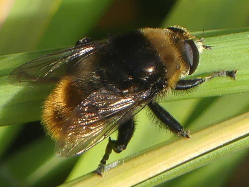 Réf. 256 422 : Merodon equestris